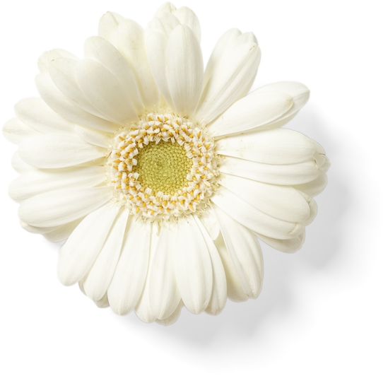 Alt image
